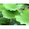 Lotus Leaf Extract