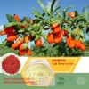 Goji Extract