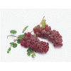 Grape seed 95% OPC
