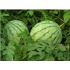 sell 10% natural Watermelon Juice Powder