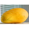 Fresh Chilled Mangoes