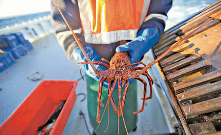 Australia rock lobster 
