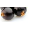 Black Currant Extract Anthocyanidins 5% 15% 25%