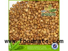 roasted buckwheat