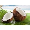 FRESH COCONUTS