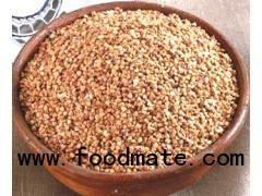 Jowar ( Sorghum )