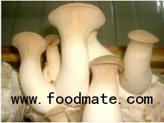 King Oyster Mushroom / Pleurotus Eryngii / Eringi / Cardoncello / Xing Bao Gu