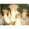 King Oyster Mushroom / Pleurotus Eryngii / Eringi / Cardoncello / Xing Bao Gu