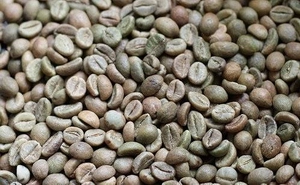 robusta 