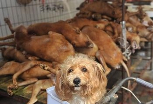 Yulin dog meat event