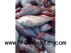 FROZAN SEA BREAM