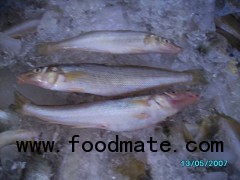 FROZA SILAGO FISH ,LADY FISH