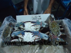 BLUE SWIMMING CRAB W/R