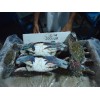 BLUE SWIMMING CRAB W/R