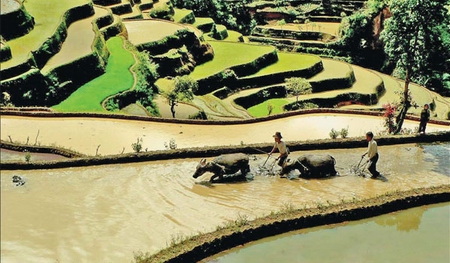 Hani rice terraces