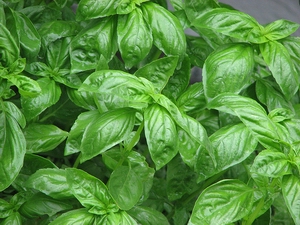 Basil