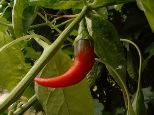 cayenne pepper