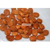 Apricot Kernels Seed