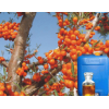 Sea buckthorn fruit/seed oil