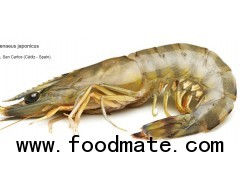 Alive Prawns Spain