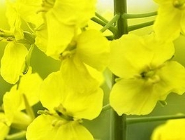 rapeseed oil