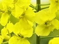 HGCA survey throws new light on free fatty acids in rapeseed oil