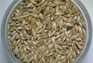 canary seeds