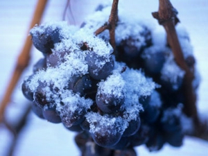 icewine