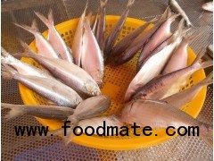sardine from Pacifood