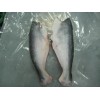 PANGASIUS HGT