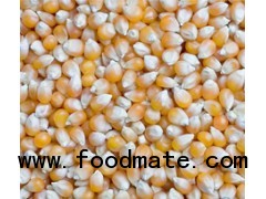 yellow Maize