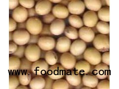 Soybean