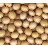 Soybean