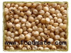 sorghum