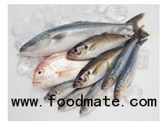 frozen sea foods