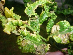 African Citrus Psyllid