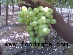 Sugraone Seedless Grapes