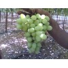 Sugraone Seedless Grapes