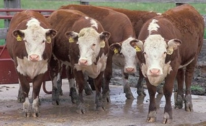 beef
