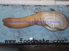 Live Geoduck Clam