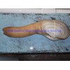 Live Geoduck Clam