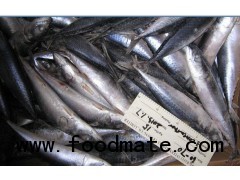 Frozen Mackerel From China