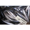 Frozen Mackerel From China