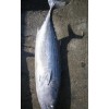 Frozen Bonito Tuna