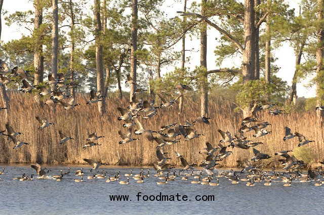 A flock of Canadian Geese takes flight on Blackwater Marsh at Blackwater National Wildlife refuge