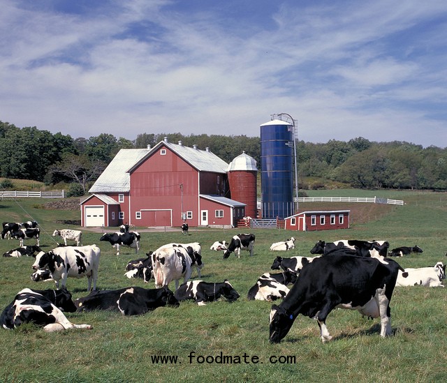 Hallaway Dairy Farm in Delhi