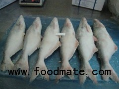 pangasius fish