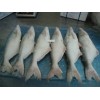 pangasius fish