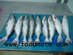 PANGASIUS FISH