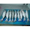 PANGASIUS FISH